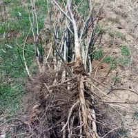 نهال گردو خوشه ای