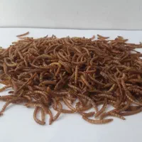 میلورم زنده و خشک