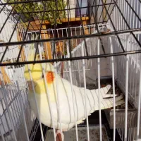 عروس هلندی|پرنده|بهشهر, |دیوار