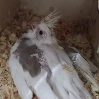 جوجه عروس هلندی