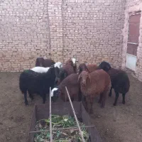 ۱۰راس بره نرموجود|حیوانات مزرعه|سبزوار, ابوریحان|دیوار