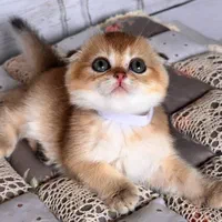 بچه گربه های گوگولی (پرشین بریتیش اسکاتیش)|گربه|اهواز, کیانپارس |دیوار