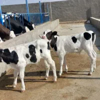 گوساله وگاو|حیوانات مزرعه|باشتین, |دیوار