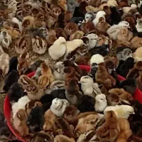 اردک ، محلی ، جوجه رنگی
