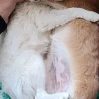 پاکوتاه اشپیتز و میکس|سگ|تبریز, |دیوار