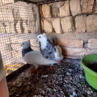 کبوتر|پرنده|گراش, |دیوار