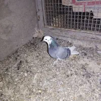 شازده سبز تهرونی پرش بالا