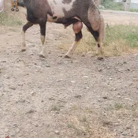 بره قوچی بروجردی