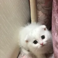 گربه ملوس|گربه|مشهد, چاهشک|دیوار