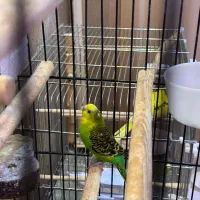 مرغ عشق مولد با جوجه|پرنده|رشت, شالکو|دیوار