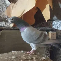 کفتر آلمانی|پرنده|تربت جام, میرقوام الدین|دیوار