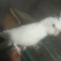 سلام آلبینو دستی