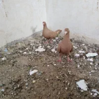 زرد|پرنده|برازجان, |دیوار