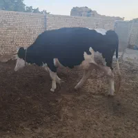 گاو سیمینتال جوان|حیوانات مزرعه|ضیاء آباد, |دیوار