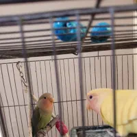 جوجه طوطی برزیلی چهار ماهه دستی