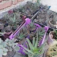 گل های کاکتوس هاورتیا گورخری زیر قیمت