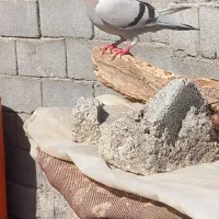 کفتر پلاکی|پرنده|تخت, |دیوار