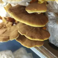 قارچ شیتاکه درمان زگیل تناسلی|آرایشی، بهداشتی، درمانی|رشت, یخسازی|دیوار