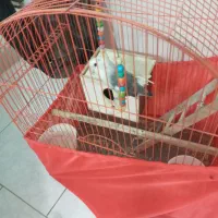 عروس هلندی و طوطی برزیلی|پرنده|تهران, خانی آباد نو شمالی|دیوار