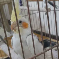 عروس مولد|پرنده|قم, پردیسان|دیوار