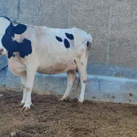 با سلام فروش یک راس گاو هلشتاین جنس خوب|حیوانات مزرعه|کامفیروز, |دیوار