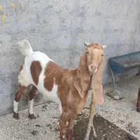 بز پاکستانی|حیوانات مزرعه|بندر دیر, |دیوار