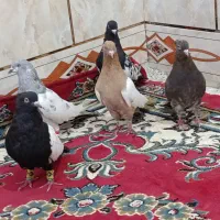 کبوتر رنگی نر 7 عدد