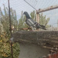 کبوتر غریب|پرنده|نگین شهر, |دیوار