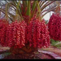 فروش انواع پاچوش ونخل کامل درخت خرما...|خدمات باغبانی و درختکاری|اردکان, |دیوار