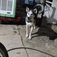 هاسکی|سگ|بهبهان, |دیوار