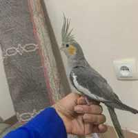 عروس هلندی سه ماه اشتی