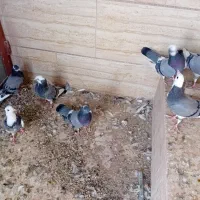 ۷ عدد شازده سبز