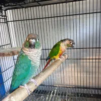 یک جفت گرینچیک نرماده دستی کلام دار
