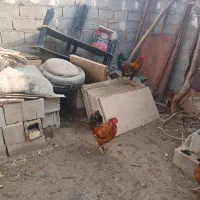 خروس خوش هیکل|حیوانات مزرعه|سوسنگرد, |دیوار