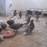 کبوتر سرخ|پرنده|علی‌آباد کتول, |دیوار