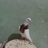 کبوتر|پرنده|همدان, |دیوار