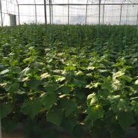 گلخانه|فروش زمین و ملک کلنگی|خلیل آباد, |دیوار