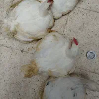 مرغ زنده گوشتی بدون انتی بیوتیک درجه یک