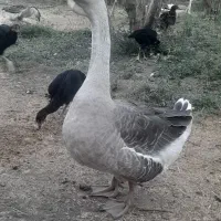 فروش قو غاز ‌.