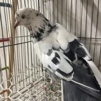 کبوتر پرشی معاوضه
