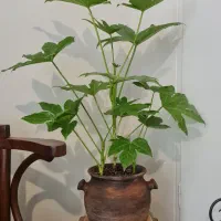 گیاه آرالیای ژاپنی