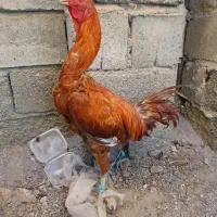 خروس اصیل|حیوانات مزرعه|میناب, |دیوار