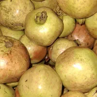 انار شیرین