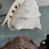 صدف کلکسیونی|صنایع دستی و سایر لوازم تزئینی|تهران, مختاری|دیوار