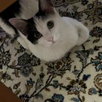 واگذاری دو گربه ماده عقیم شده