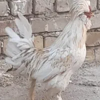 خروس سلطان جوان و مرغگیر