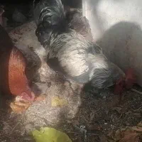 خروس محلی اصل|حیوانات مزرعه|مرودشت, مسجد رسول‎|دیوار