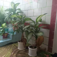 انواع گل به فروش میرسد