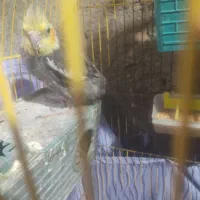 عروس معاوضه