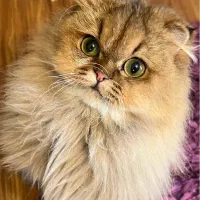 اسکاتیش ماده گلد
